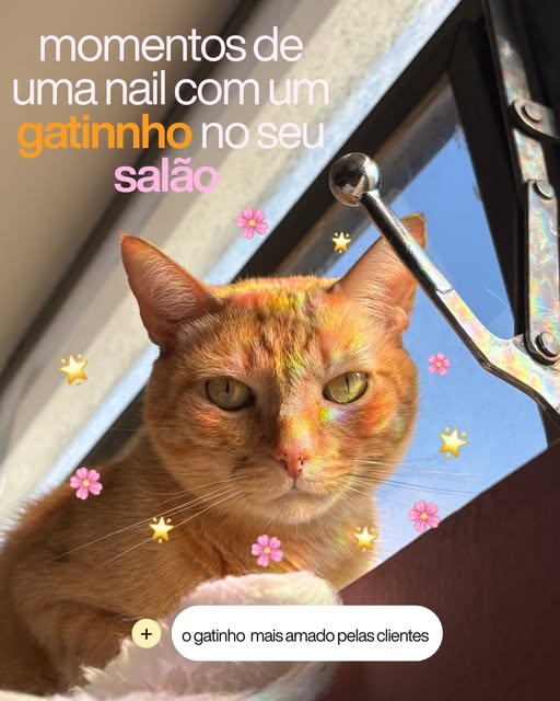 O gatinho do Espaço Vick, em uma foto do Instagram da Vitória